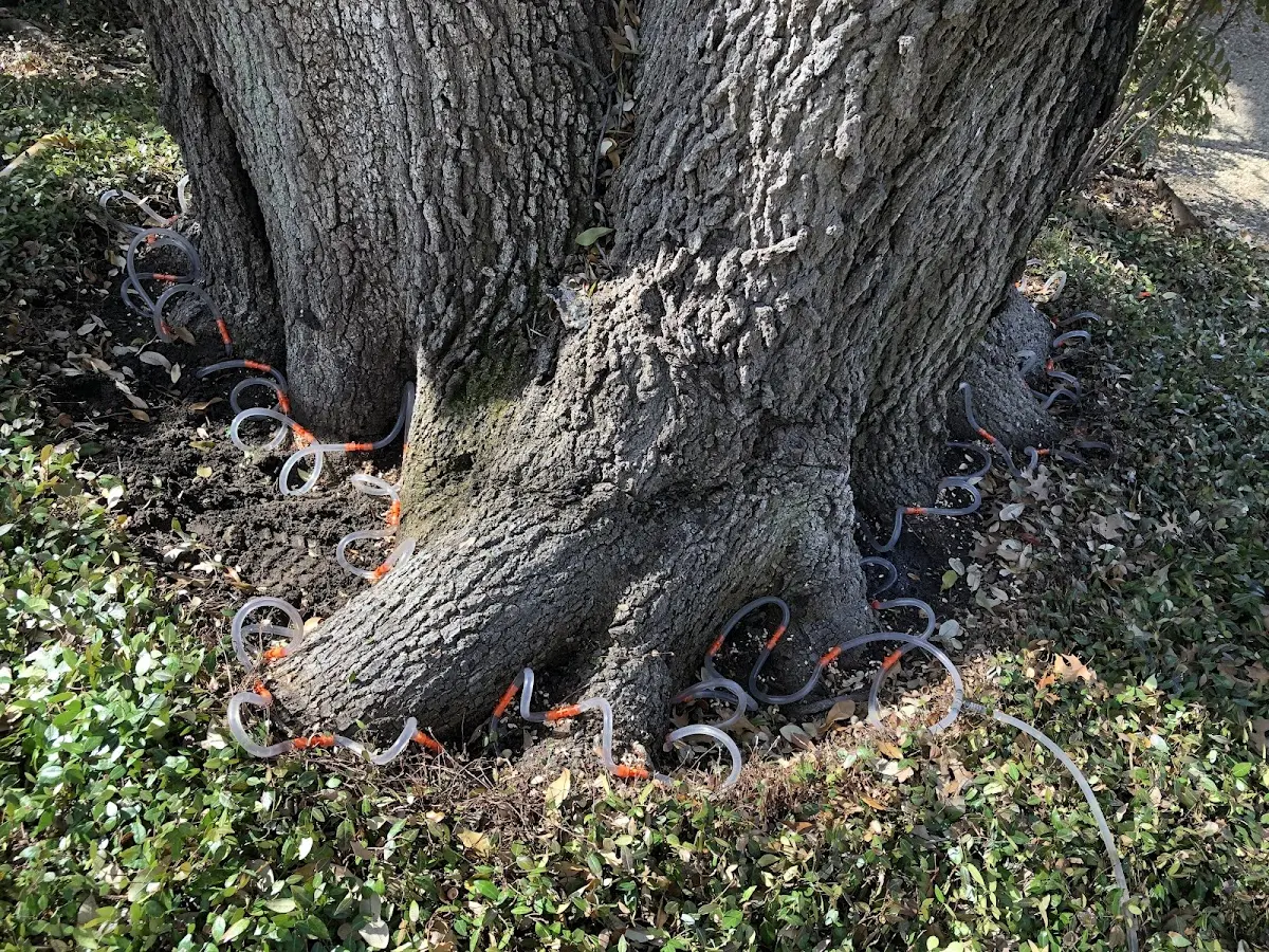 Detailed Tree Cabling and Bracing job site in Alto Pass