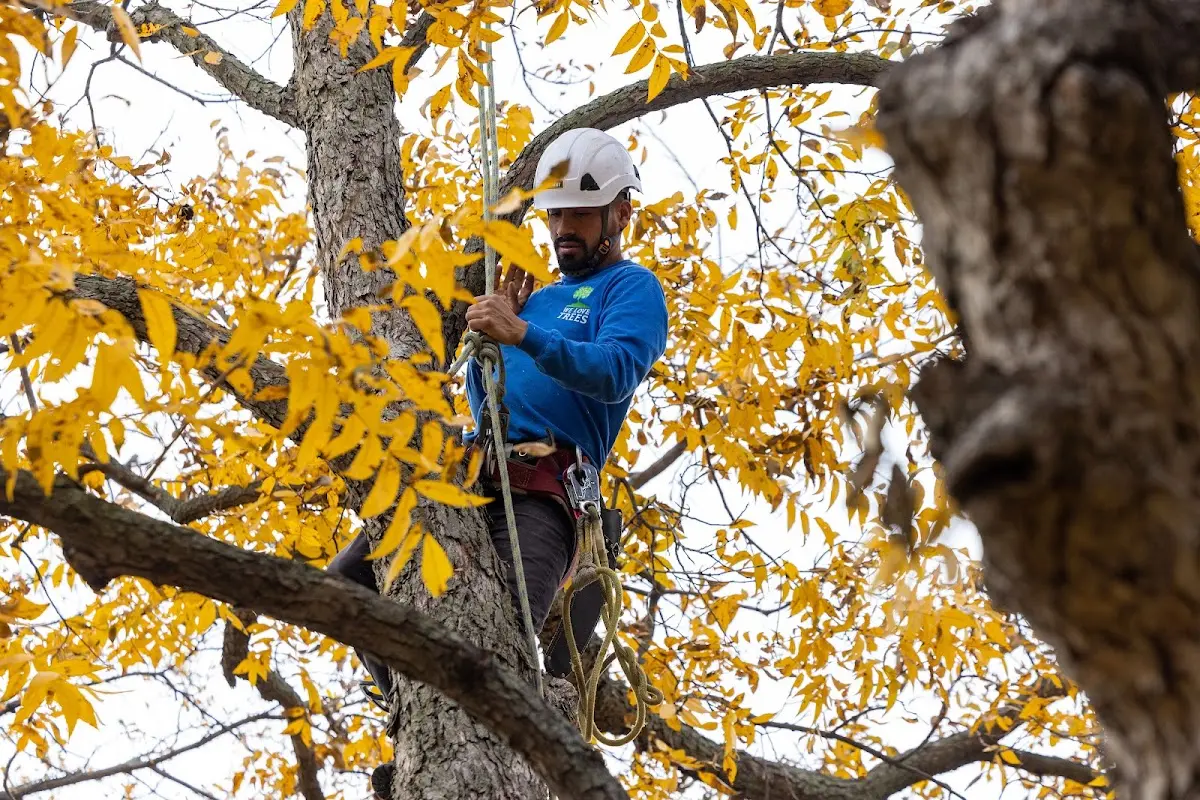 Skilled Tree Pruning crew working in Alto Pass