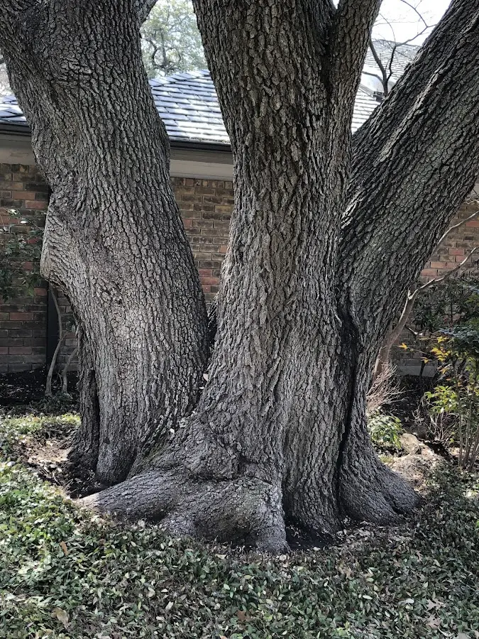 Mature heritage tree close to a Alto Pass property cared for by certified arborists